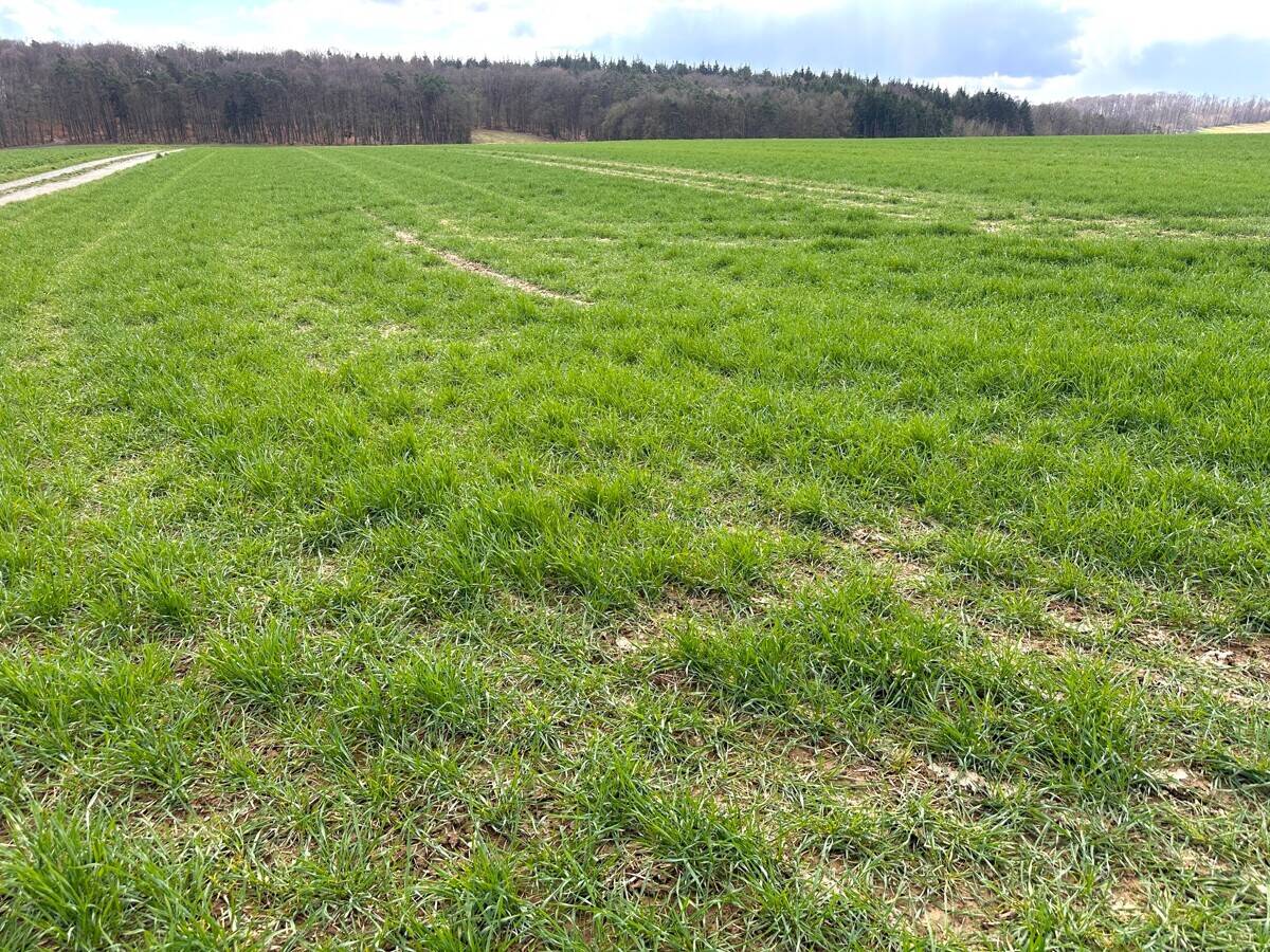 Landwirtschaftliche Fläche zum Kauf - Ansicht 2