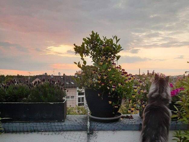 Penthouse zum Kauf provisionsfrei 710.000 € 7 Zimmer 192 m² 1. Geschoss Heidkamp Bergisch Gladbach 51469