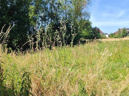 Grundstück zum Kauf 400.000 € 858 m² Grundstück Bitzenhofen Oberteuringen 88094