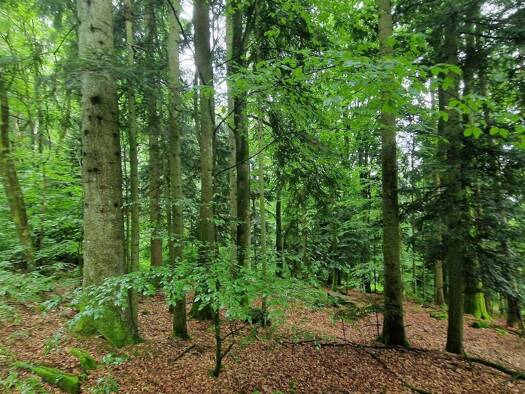 Land-/Forstwirtschaft zum Kauf 220.000 € 62.908 m² Grundstück Schaufling 94571