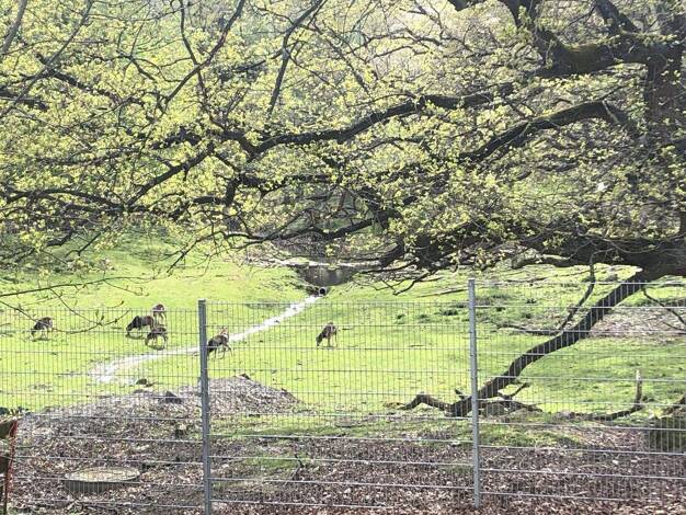 Wohnung zur Miete 777 € 3 Zimmer 84 m² 1. Geschoss Am Wildpark 10 Bündheim Bad Harzburg 38667