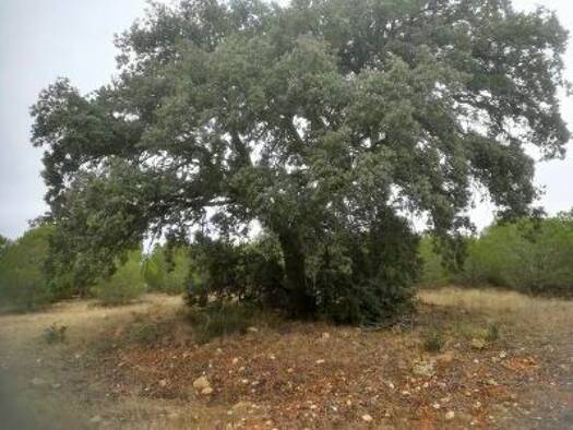 Grundstück zum Kauf 198.000 € 340.000 m² Grundstück Benavente 49600