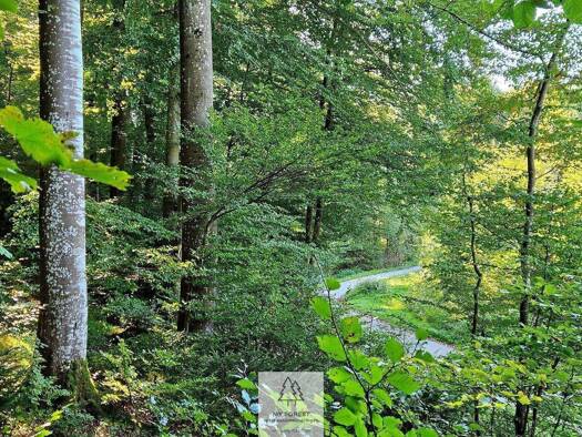 Sonstiges zum Kauf 49.000 € 4.630 m² Grundstück Baierbrunn 82065