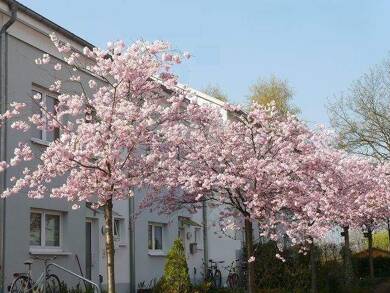 Reihenmittelhaus zum Kauf 345.000 € 6 Zimmer 135 m² 180 m² Grundstück Bernau 16321