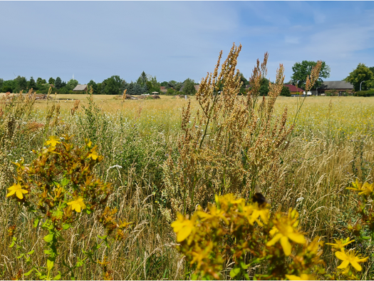 Bungalow zum Kauf - Erstbezug provisionsfrei 321.990 € 4 Zimmer 108 m² 763 m² Grundstück Freiwalde Schönwald 15910