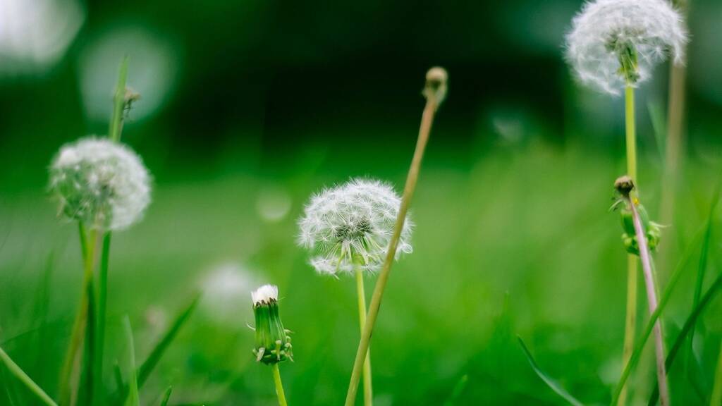 Grundstück zum Kauf 84.990 € 680 m² Grundstück Meißen 01662