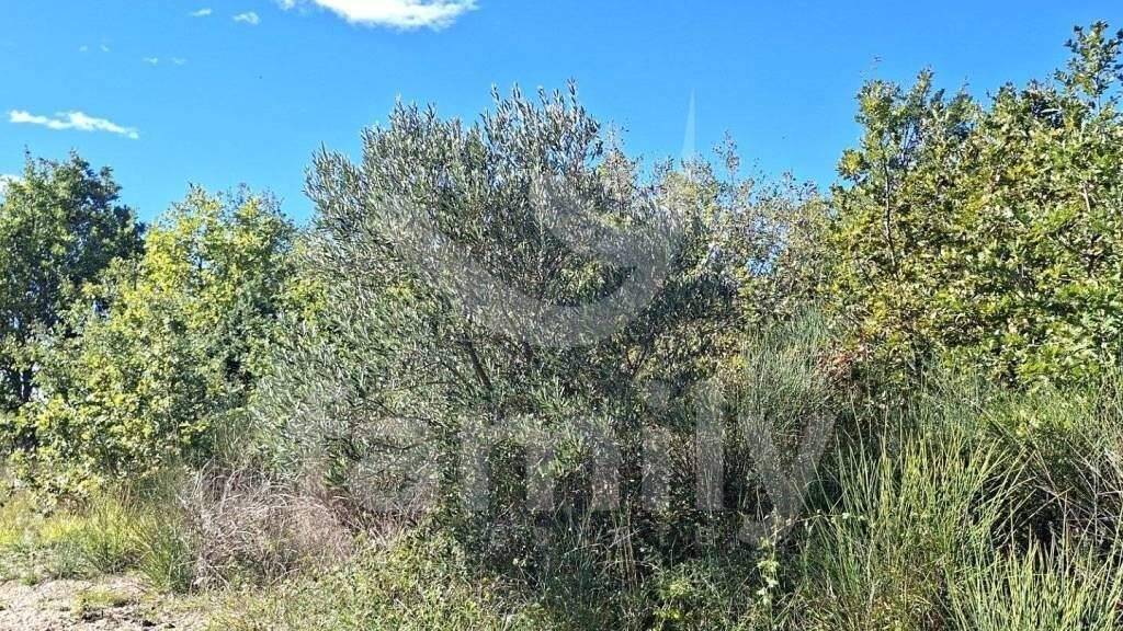 Land-/Forstwirtschaft zum Kauf 15.200 € Rovinj