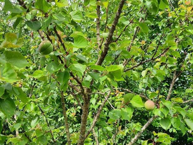 Mehrfamilienhaus zum Kauf provisionsfrei 126.000 € 6,5 Zimmer 140 m² 1.604 m² Grundstück Cappel 27639