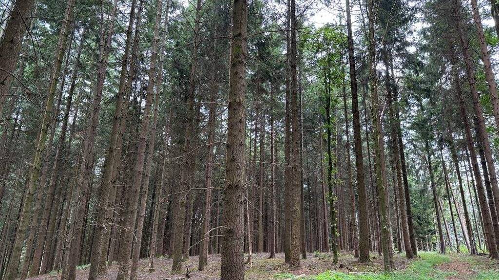 Forstwirtschaft zum Kauf 756.000 € 160.000 m² Grundstück Spöck Bad Birnbach 84364