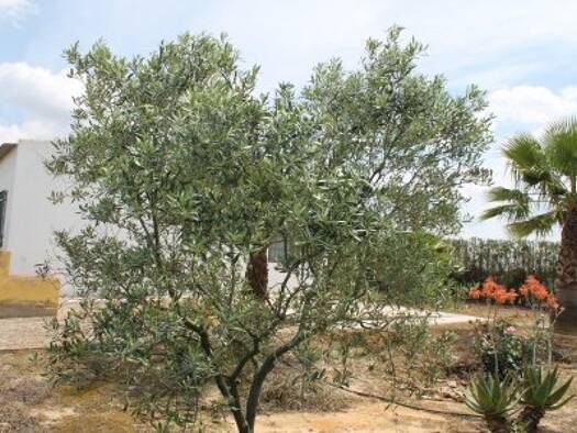 Bauernhaus zum Kauf 85.000 € 3 Zimmer 120 m² 5.000 m² Grundstück Rociana del Condado 21720