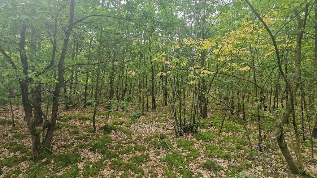 Land-/Forstwirtschaft zum Kauf provisionsfrei 287.000 m² Buschow Märkisch Luch 14715