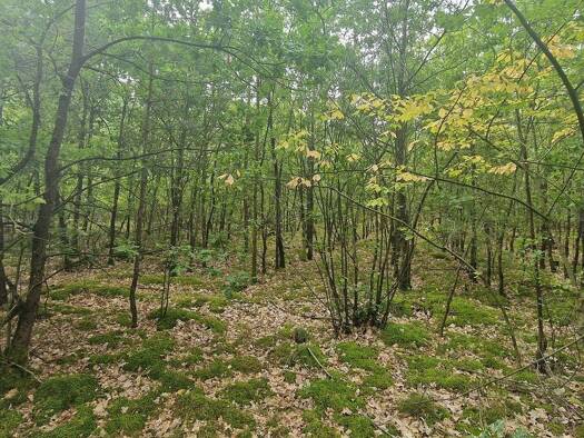 Land-/Forstwirtschaft zum Kauf provisionsfrei 287.000 m² Buschow Märkisch Luch 14715