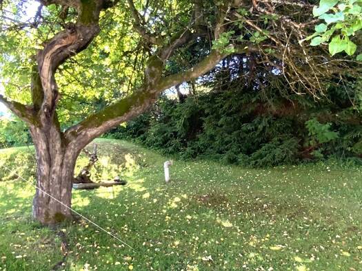 Grundstück zum Kauf 249.000 € 1.500 m² Grundstück Zwiesel Zwiesel 94227