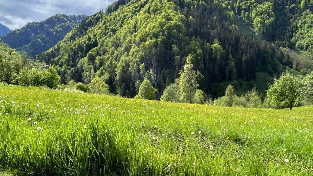 Grundstück zum Kauf 118.500 € 420 m² Grundstück St. Gallen 8933