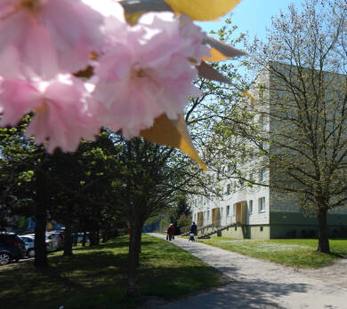 Wohnung zur Miete 540 € 3 Zimmer 60 m² 4. Geschoss Virchowstraße 08 Schkeuditz Schkeuditz 04435