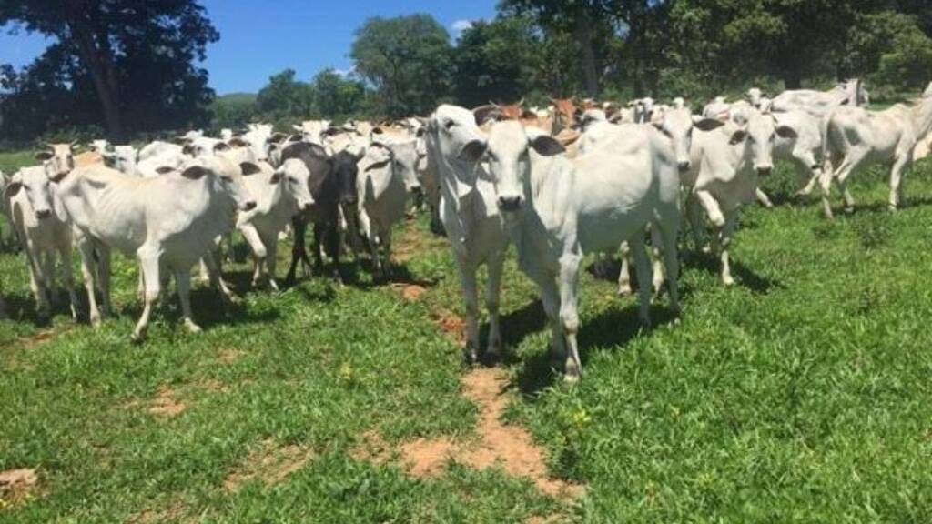 Einfamilienhaus zum Kauf 2.500.000 € 2 Zimmer 400 m² 4.100.000 m² Grundstück Alto Paraiso do Goias 73770-000