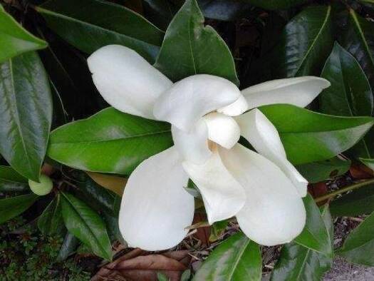 Studio zur Miete auf Zeit 850 € 1 Zimmer 38 m² frei ab sofort Kronprinzenstrasse Unterbilk Düsseldorf 40219