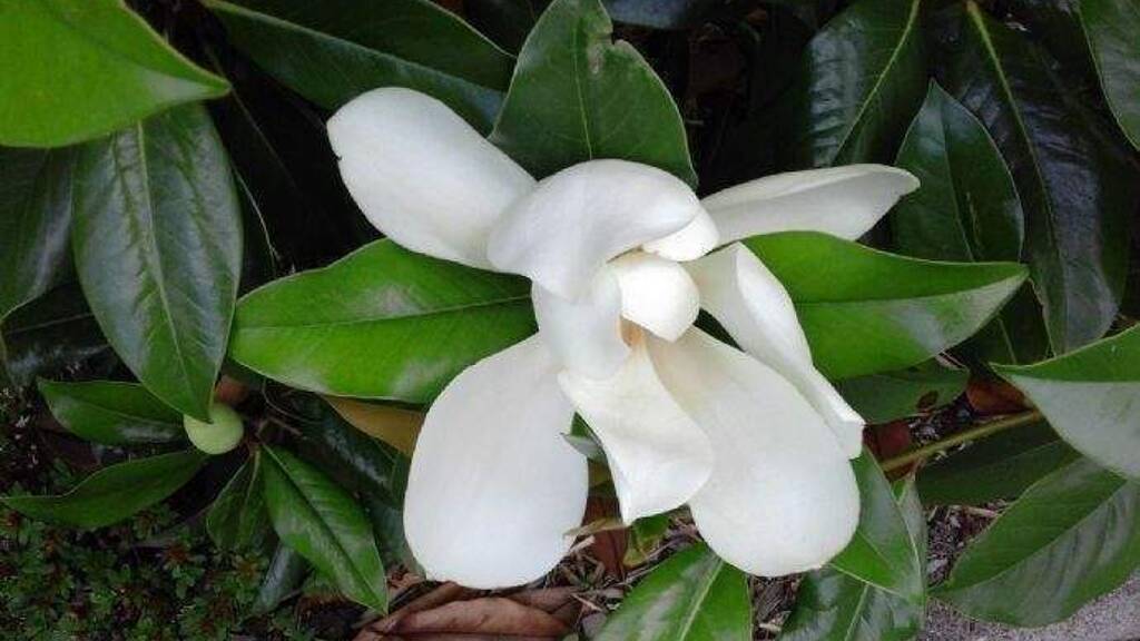 Studio zur Miete auf Zeit 850 € 1 Zimmer 38 m² frei ab sofort Kronprinzenstrasse Unterbilk Düsseldorf 40219