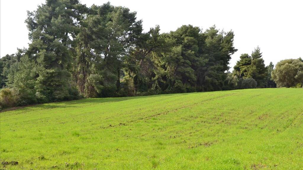 Land-/Forstwirtschaft zum Kauf 280.000 € 6.750 m² Grundstück Chalkidiki