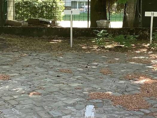 Außenstellplatz zur Miete provisionsfrei 54 € Sommerstraße 26 B Reinickendorf Reinickendorf 13409