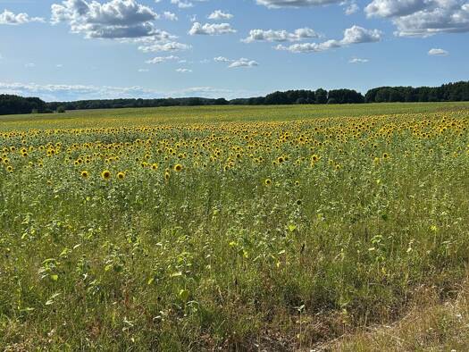 Land-/Forstwirtschaft zum Kauf Röbel Röbel/Müritz 17207