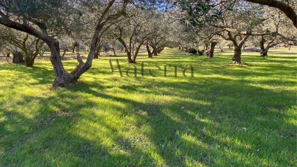 Land-/Forstwirtschaft zum Kauf 300.000 € Dazlina, Tisno Tisno