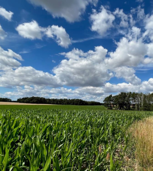 Landwirtschaftliche Fläche zum Kauf provisionsfrei 250.000 € 161.751 m²<br/>Grundstück Bölzker Straße Bölzke Pritzwalk 16928