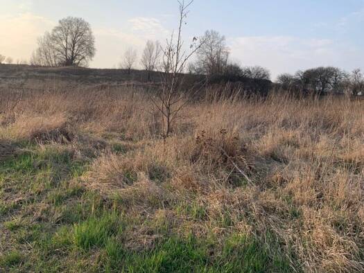 Freifläche zum Kauf 40 € Roseldorf 2002