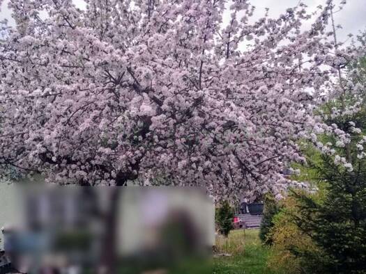 Grundstück zum Kauf 49.000 € 500 m² Grundstück Seifhennersdorf 02782
