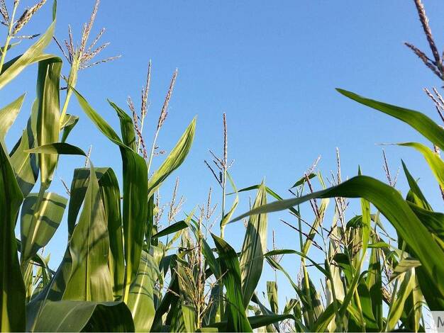 Land-/Forstwirtschaft zum Kauf 350.000 € 33.088 m² Grundstück Stadtfeldmark Lengerich 49525