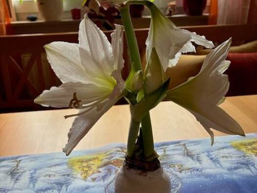 Wohnung zur Miete 570 € 2 Zimmer 54 m² Geschoss -1/3 frei ab 01.04.2026 Weiterstadt 64331