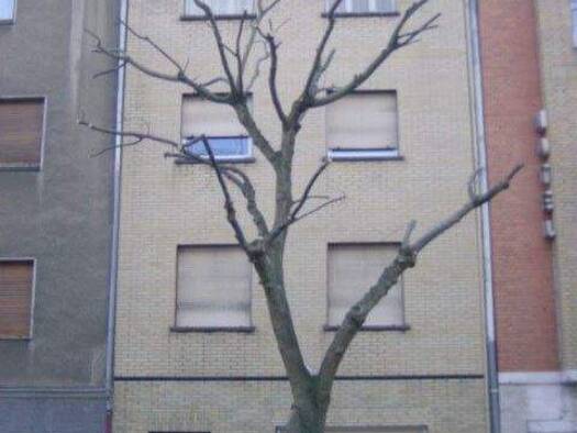 Mehrfamilienhaus zum Kauf als Kapitalanlage geeignet 390.000 € 10 Zimmer 216 m² 360 m² Grundstück Zülpicher Straße 34 Düren 52349