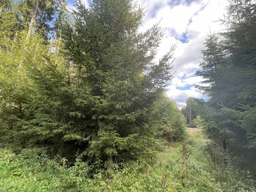 Land-/Forstwirtschaft zum Kauf 4.107 m² Grundstück Vohenstrauß Vohenstrauß / Altenstadt bei Vohenstrauß 92648