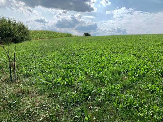 Grundstück zum Kauf 130.000 € 1.450 m² Grundstück frei ab sofort Grubweg Passau 94034