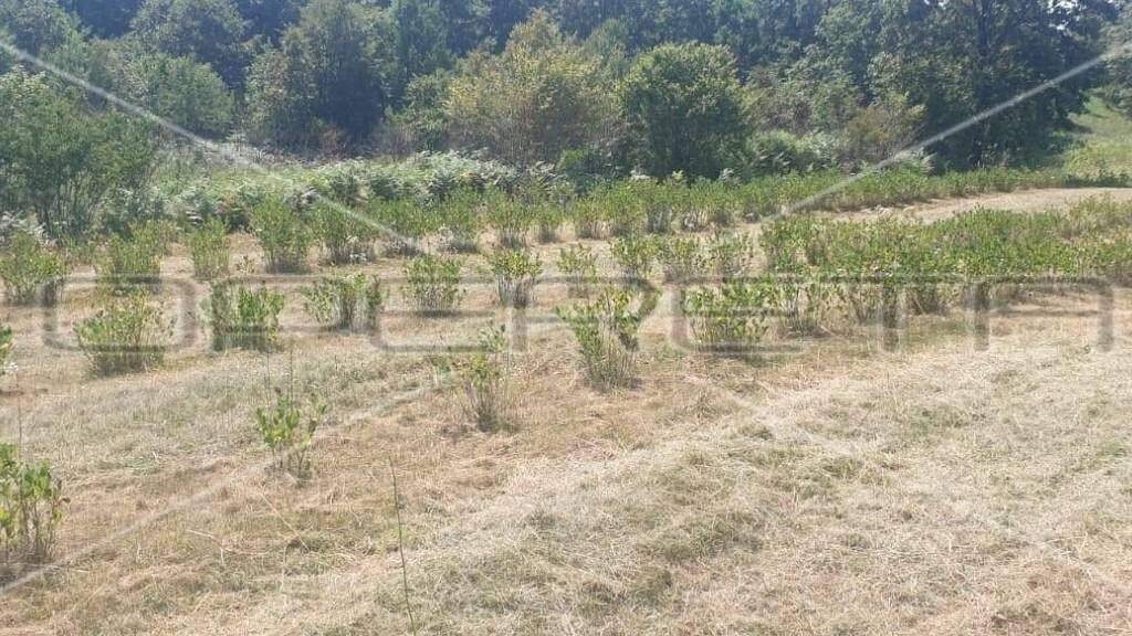 Land-/Forstwirtschaft zum Kauf 225.044 € Krnjak