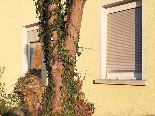 Wohnung zur Miete 450 € 1 Zimmer 50 m² Geschoss 2/3 frei ab sofort Otterstadt 67166