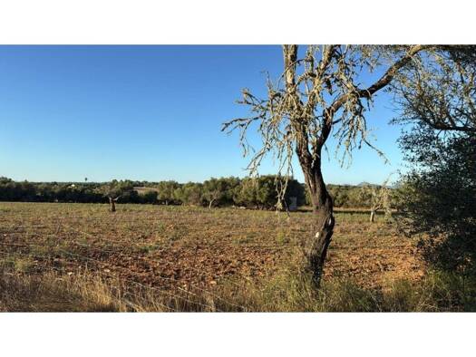 Acker-/Waldstück zum Kauf 295.000 € Vilafranca de Bonany 07250