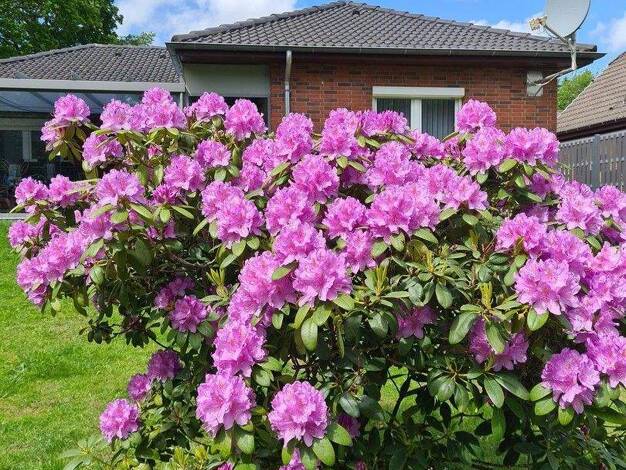 Bungalow zum Kauf provisionsfrei 359.000 € 4 Zimmer 102 m² 830 m² Grundstück Hemmingstedt 25770