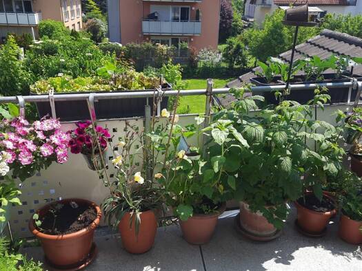 Wohnung zur Miete 1.090 € 4 Zimmer 80 m² Geschoss 1/2 frei ab sofort Radolfzell Radolfzell am Bodensee 78315