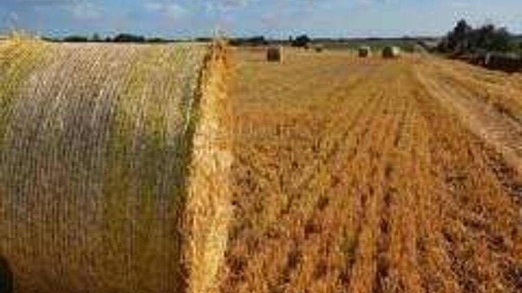 Land-/Forstwirtschaft zum Kauf 11.500 € Draz