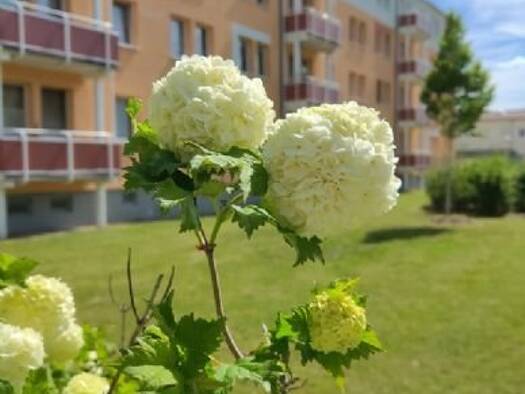 Studio zur Miete 184 € 1 Zimmer 30,6 m² EG Karl-Marx-Straße 107 Calau 03205