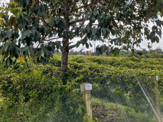 Grundstück zum Kauf 59.900 € 250.000 m² Grundstück Manaus 69080000