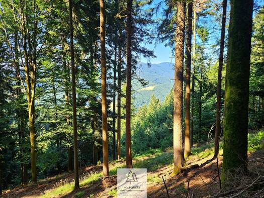 Forstwirtschaft zum Kauf 220.053 m² Grundstück Simonswald 79263