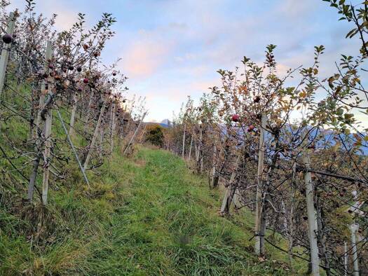 Gewerbegrundstück zum Kauf 250.000 € 7.859 m² Grundstück Tisens 39010