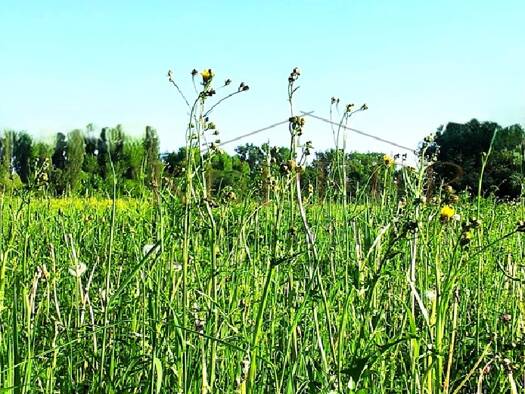 Land-/Forstwirtschaft zum Kauf 38.318 € 4.508 m² Grundstück Oberpörlitz Ilmenau 98693