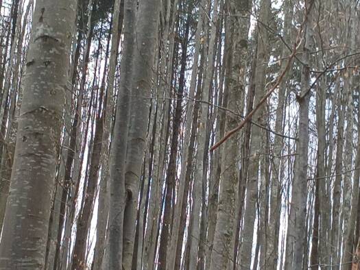 Land-/Forstwirtschaft zum Kauf 2.550.000 € 3.000.000 m² Grundstück Darmane?ti Darmane?ti