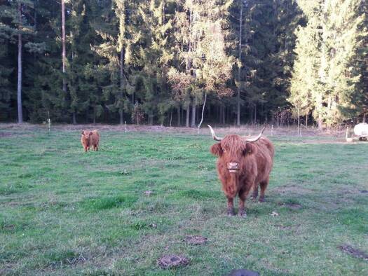 Bauernhaus zum Kauf provisionsfrei 235.000 € 1.132 m² Grundstück frei ab sofort Wachenroth 96193