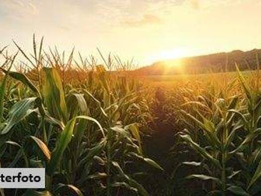 Land-/Forstwirtschaft zum Kauf 5.000 € 1.420 m² Grundstück Wiesloch 69168