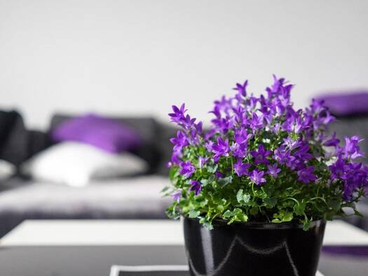 Wohnung zur Miete 680 € 2 Zimmer 51 m² Bernau Bernau am Chiemsee 83233