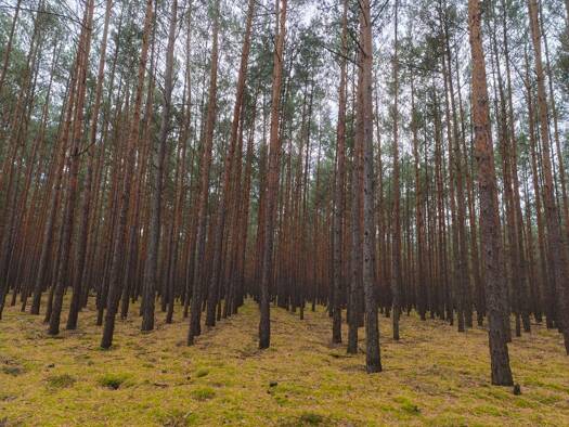 Forstwirtschaft zum Kauf 557.000 m² Grundstück Lübben Lübben (Spreewald) 15907